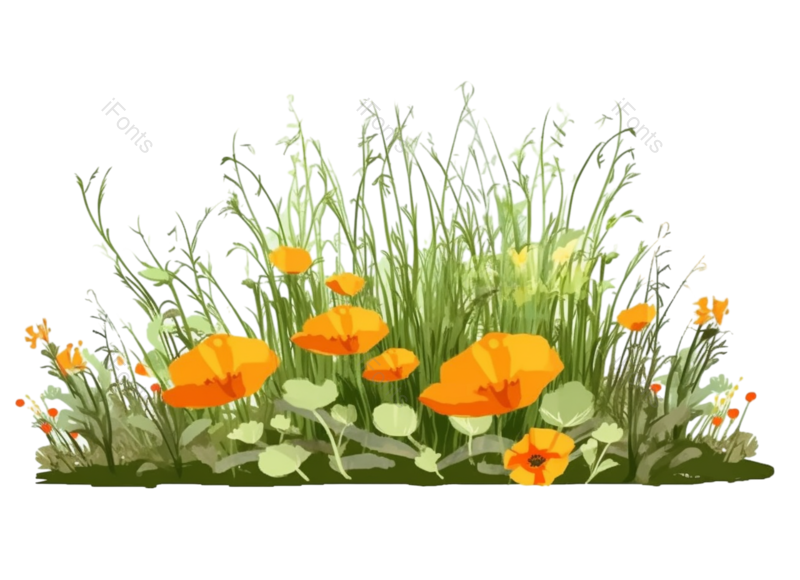 叶子图片,装饰元素,清新PNG,插画免抠素材